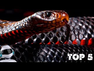 the cobra is not a rival to this snake. taipan - the most ferocious snake in the world