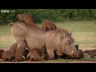 this warthog took a trip to the mongoose spa   banded brothers - bbc