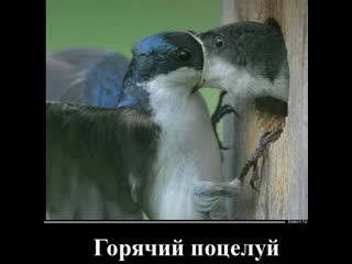 passionate kiss and hot kiss))) humor jokes