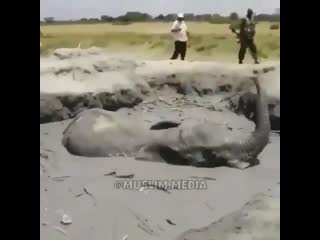 elephant stuck in mud