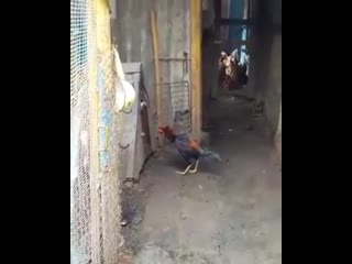 rooster with a dog