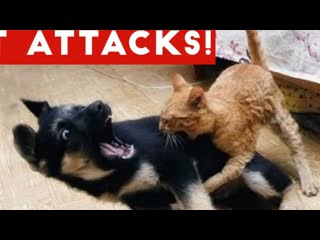 cute cat attacked the dog with the owner