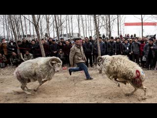 funny rams attack people. ram vs cow