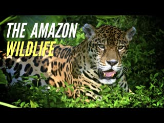 the most dangerous animals in the world amazon. national geographic documentary