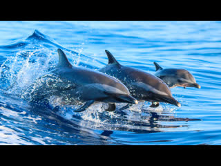 dolphins