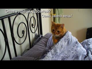 cat go to bed funny humor