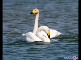 sakhalin swans silence