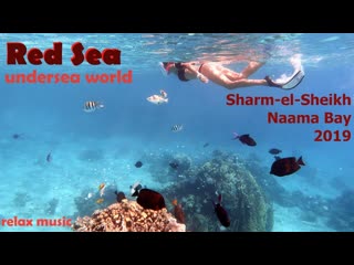 the underwater world of the red sea. naama bay