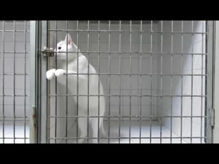 employees of the veterinary clinic installed a camera in the cage of this cat. just look what she captured