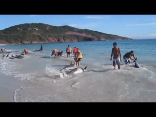 dolphins washed ashore he was just filming the sea