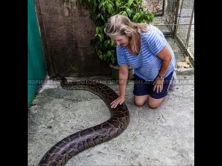 python swallowed and it does not eat