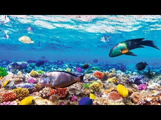 egypt underwater world sharm el sheikh beautiful vacation