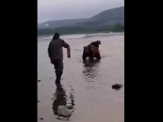 dangerous trick - bear takes the fish from his hands