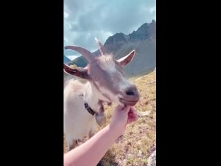 a chance encounter with a friendly swiss goat. 127911;