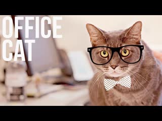 cat in the office humor funny office cats