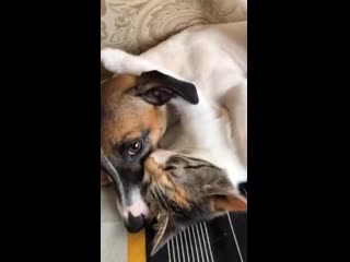 cat with dog