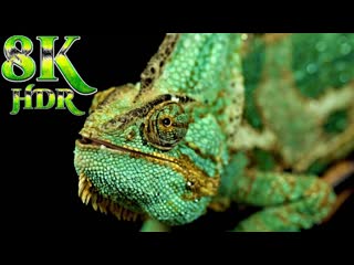 animals beauty collection of animals 8k hdr 60fps