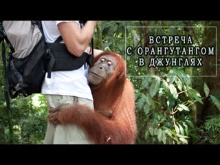 in the arms of an orangutan. orangutan jungle sumatra nature cool