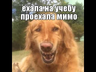 unexpected) do you know that the neighbor's dog is pregnant??? don't know from whom??? not from me