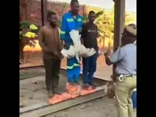 blacks are rewarded with roosters