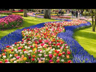 tulips bloom keukenhof holland   keukenhof holland