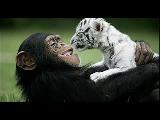 strange animal friendship. most incredible friends hd