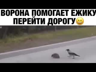 a compassionate crow helped a leisurely hedgehog cross the road