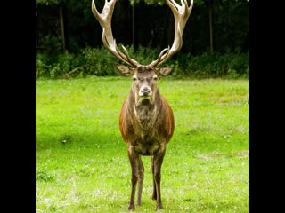 forest deer