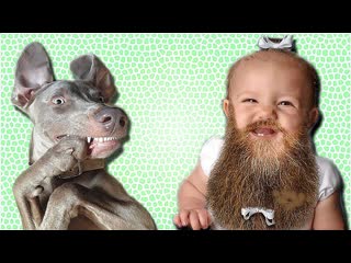 funny jokes of people and animals humor