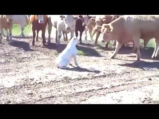 boxer dog against a herd of cows. funny boxer dog against a herd of cows. funn