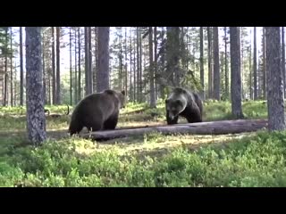 bear showdowns in the north of karelia