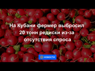 in the krasnodar territory, a farmer threw away 20 tons of radishes