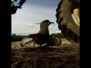 very brave bird