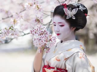 in the shadow of a pandemic: in japan, they abandoned the traditional festival of admiring the cherry blossoms.