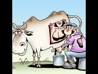 have you ever milked cows? humor funny