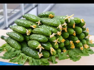 krasnodar farmers threw away cucumbers