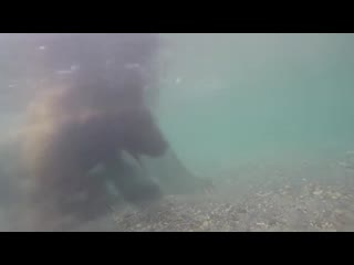 bear potapych fishing