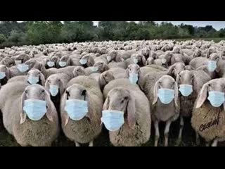 song about putin and sheep