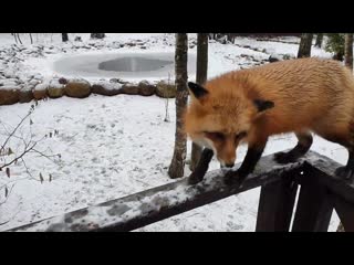 fox   alice   love for seeds