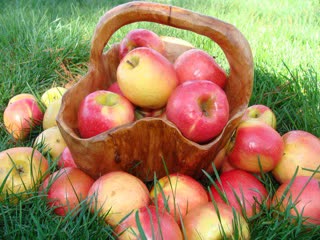 apple tree and apples