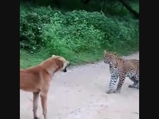 dog and leopard