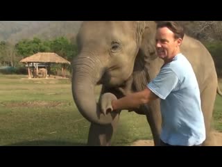 elephant comes to the rescue