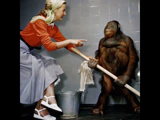 chimpanzees help to wash) humor funny