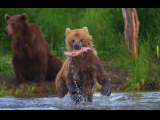 bear fishing