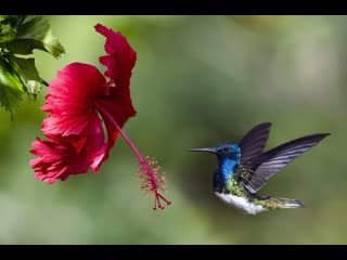 hand hummingbirds miniature birds