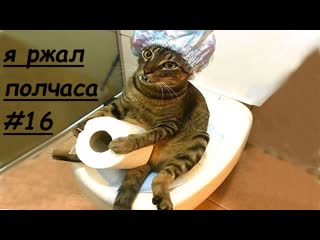 funny animals, jokes with cats and dogs, best jokes