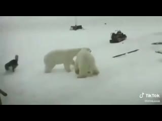 the case of polar bears