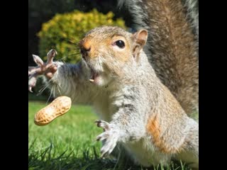 very greedy squirrel - • no, not like that - very greedy squirrel `” °• .