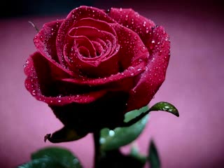 for you red roses