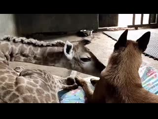 dog adopts orphan giraffe in south africa